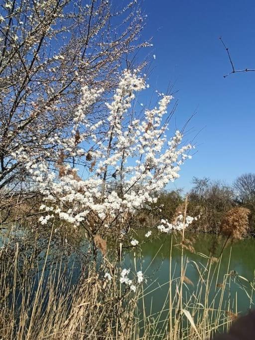 Вілла Locazione Mimosa Con Giardino Ostellato Екстер'єр фото